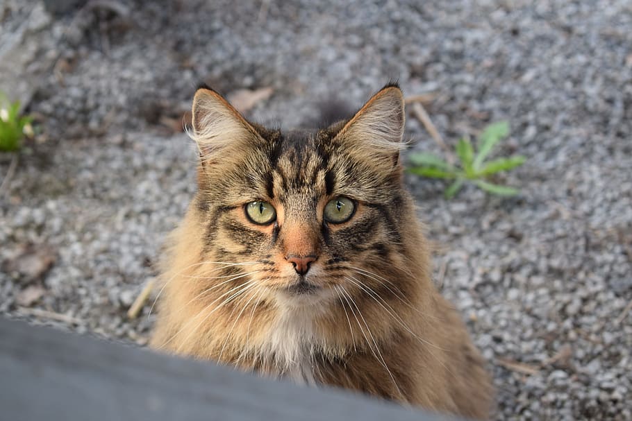 brown cat, Animals, Pets, Face, Cute, cat face, cute cat, face cat HD wallpaper