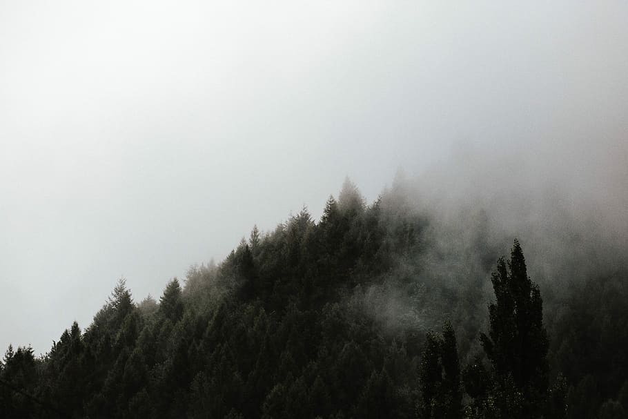 pine trees covered by clouds during daytime, green forest trees HD wallpaper