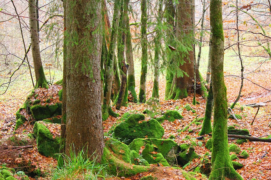 moss, nature, log, forest, green, tree, plant, land, trunk HD wallpaper
