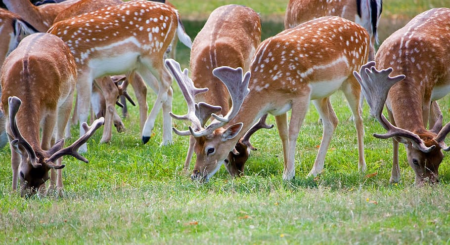 HD wallpaper: deer, roe deer, herd, deer herd, close-up, beautiful ...