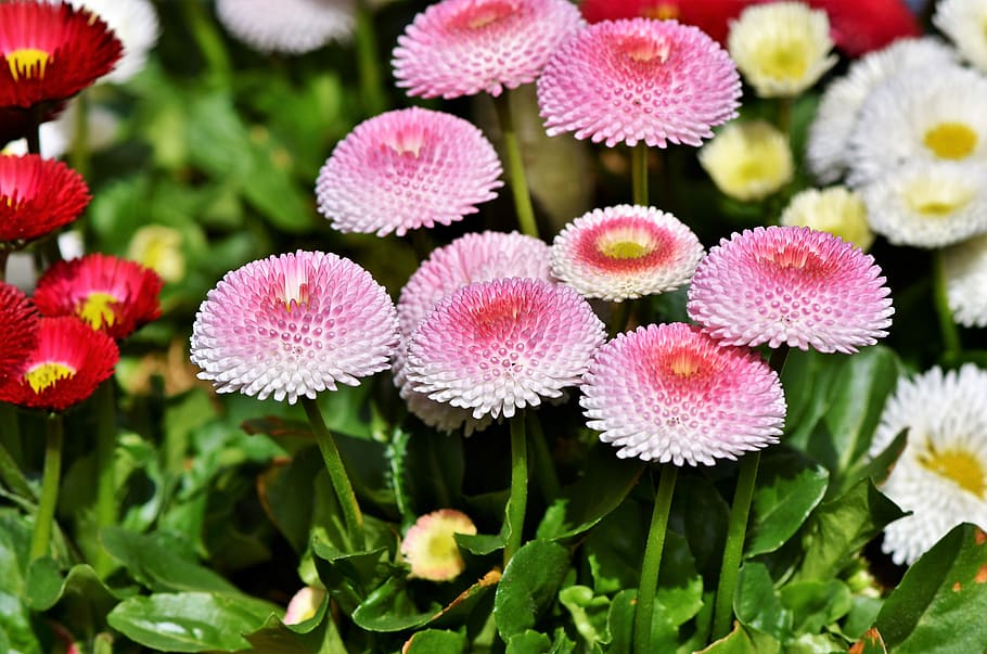 green leafed plants with pink flowers, daisy, geese flower HD wallpaper