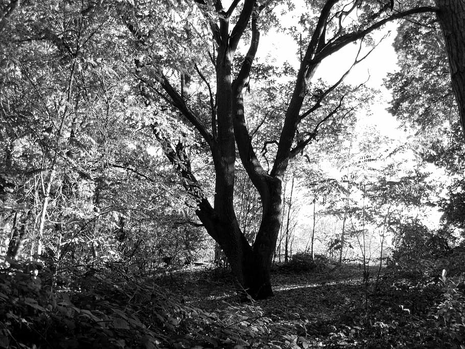 forest, tree, nature, black And White, outdoors, landscape HD wallpaper