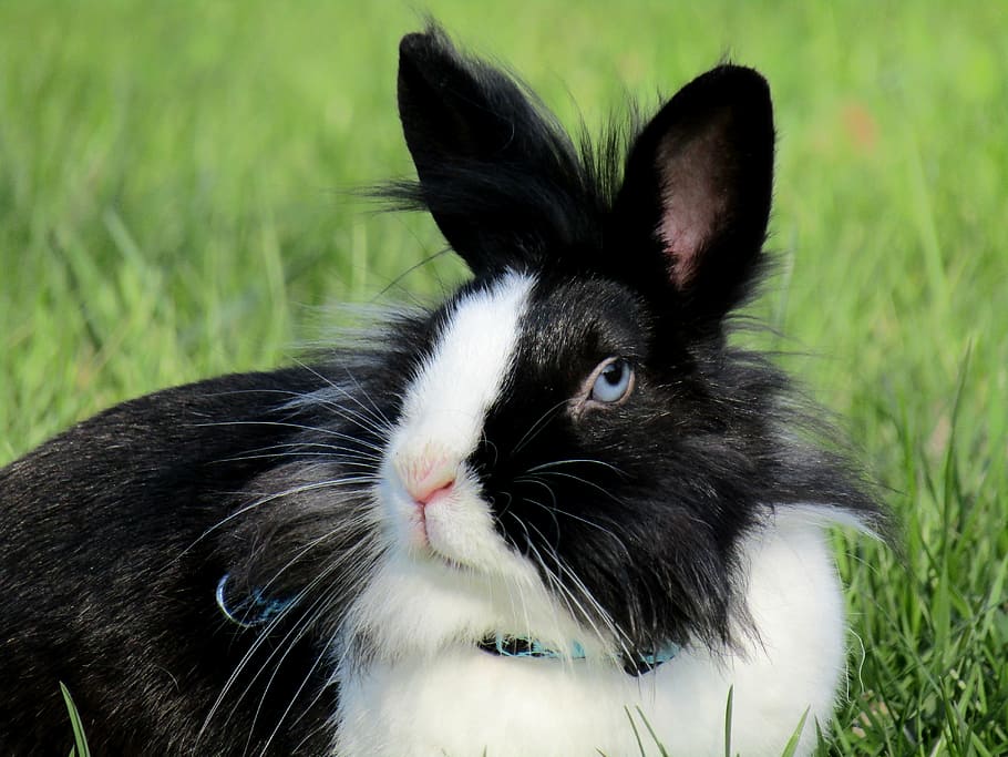 rabbit, bunny, ušák, white, stunted, pet, cute, animal, hairy HD wallpaper