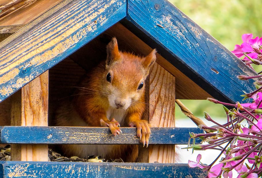 brown rodent on wooden pet house, squirrel, cute, feed, curious HD wallpaper