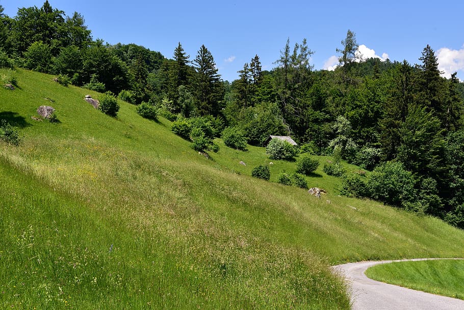 landscape, reported, away, trees, nature, summer, grass, mountain HD wallpaper