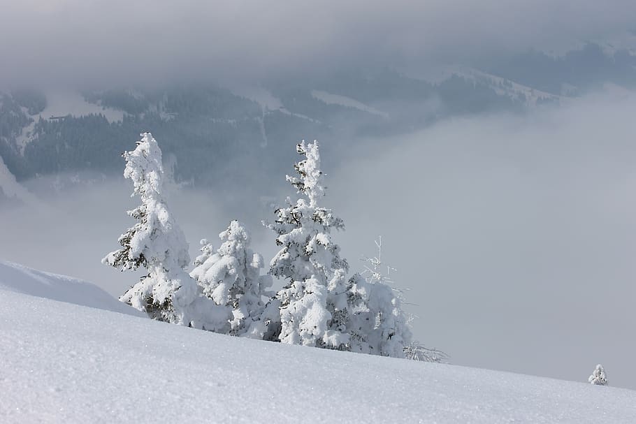 wintry, deep snow, cold temperature, winter, beauty in nature HD wallpaper