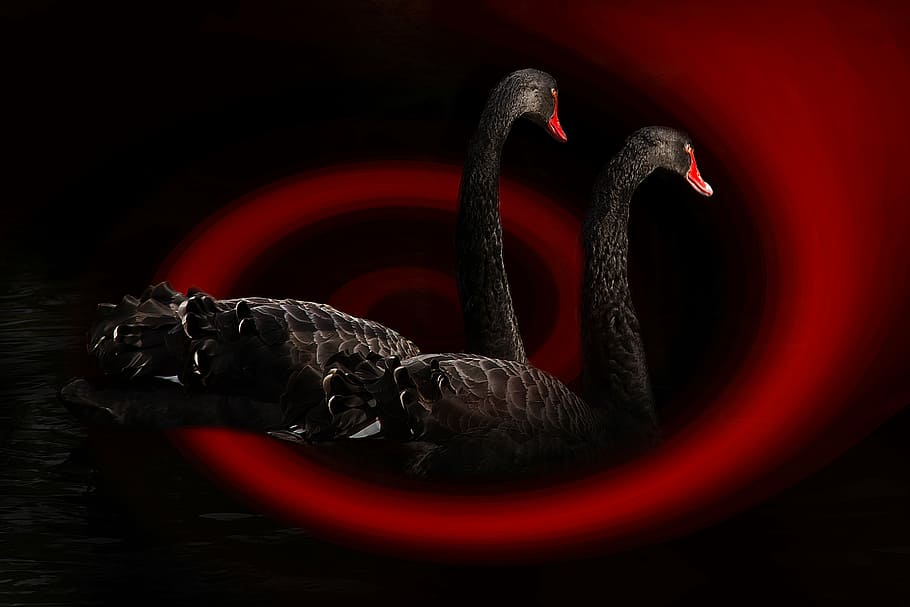 two black swan illustration, bird, water bird, nature, waters, HD wallpaper