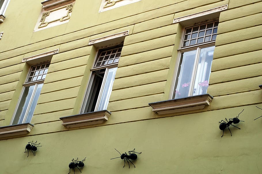 wall, house, facade, ant, art, insect, joke, window, architecture HD wallpaper