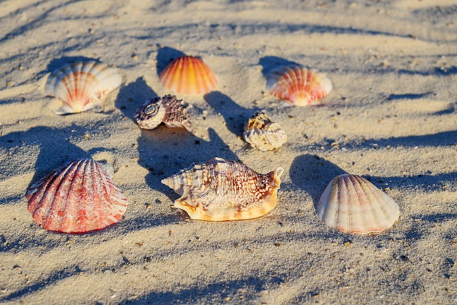 assorted sea shells on gray sand, mussels, beach, mussel shells HD wallpaper