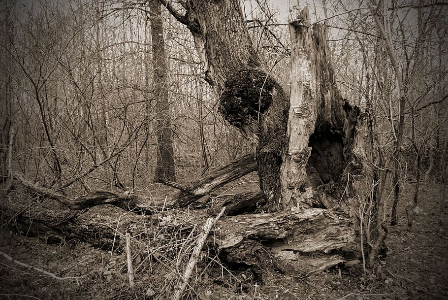 tree, rots, nature, old, root, trunk, tree trunk, bare tree HD wallpaper