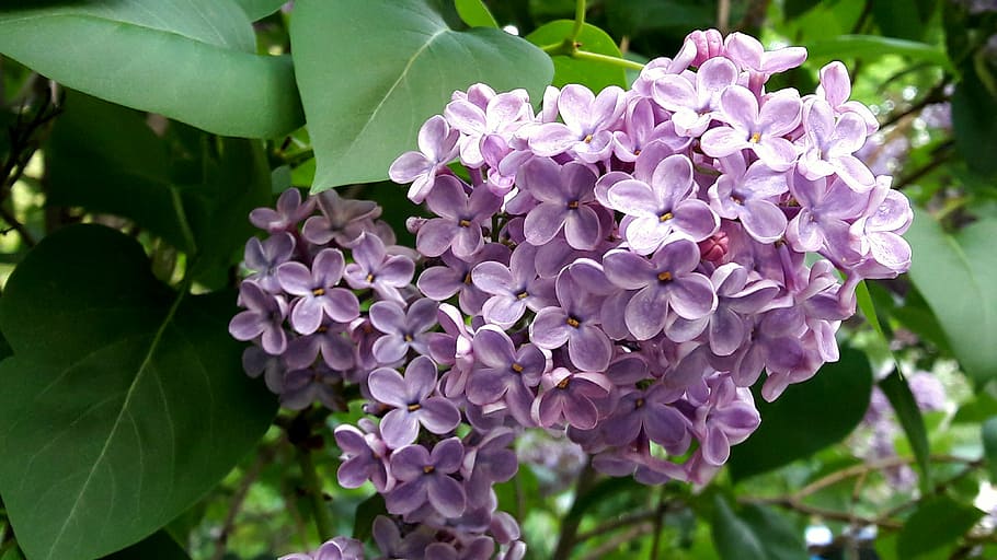 nature, spring, flowers, bloom, landscapes, purple, leaf, lilac HD wallpaper