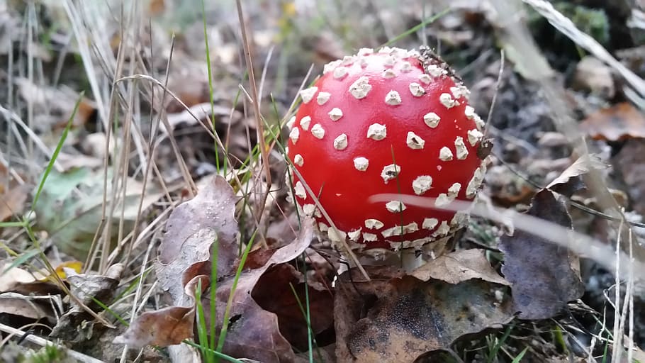 autumn, mushroom, nature, fungus, red, fly agaric mushroom HD wallpaper