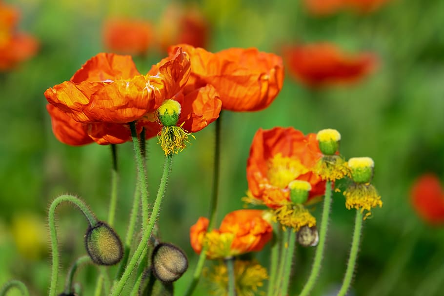 shallow focus photography of orange flowers, poppy, klatschmohn, HD wallpaper