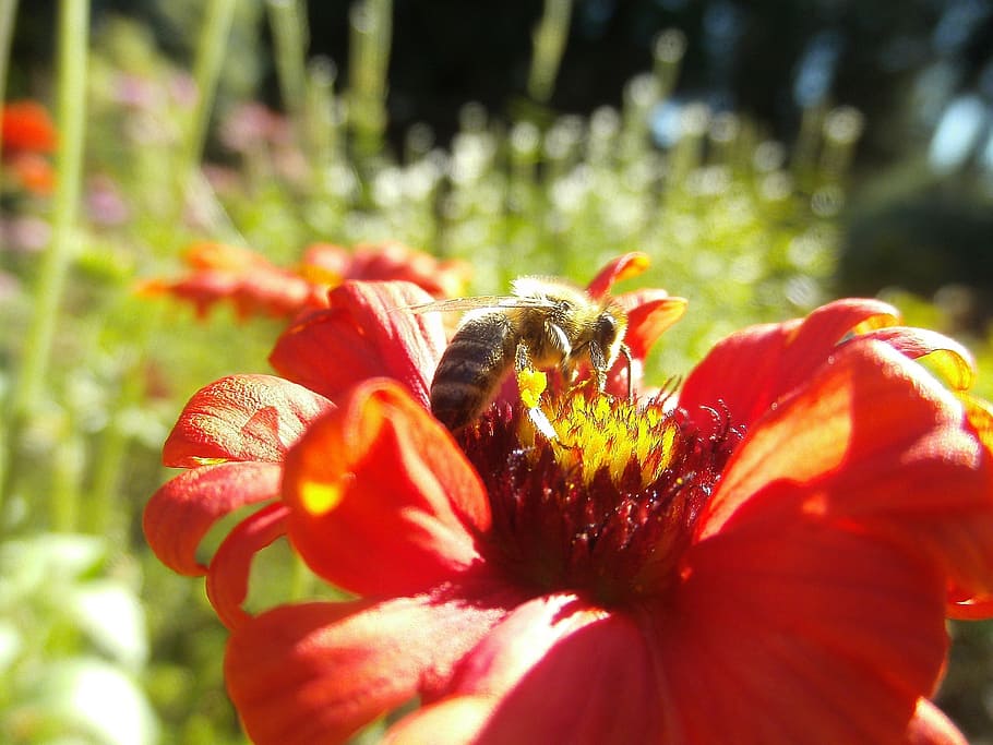 honeybee, pollinator, insect, flower, dahlia, bug, pollination HD wallpaper