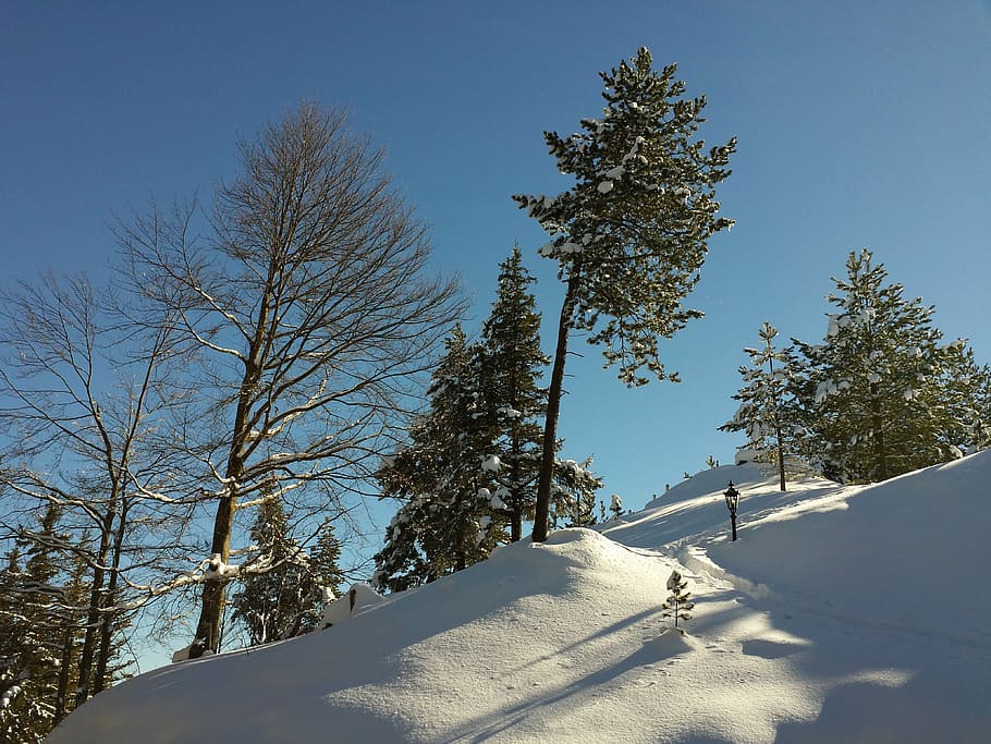 landscape, winter, wintry, snow, winter cold, germany, tree HD wallpaper