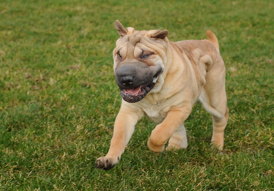 Dog, Sharpei, Run, Language, Animal, pets, purebred Dog, canine HD wallpaper