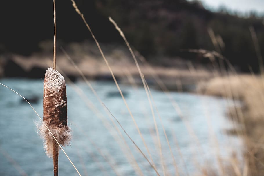 wood, dawn, landscape, nature, close-up, daylight, grass, lake HD wallpaper