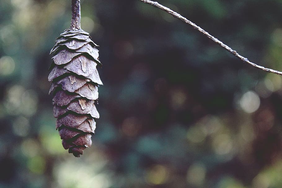 selective focus photography of brown pine cone, tap, branch, nature, HD wallpaper