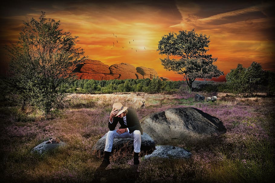 sunset, tree, nature, dawn, dusk, composing, roma table, idyllic HD wallpaper