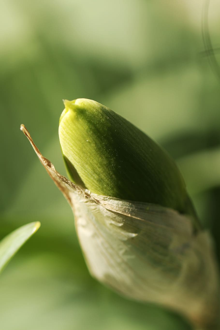 Spring, Flower, Nature, Garden, green, plant, close-up, green Color HD wallpaper