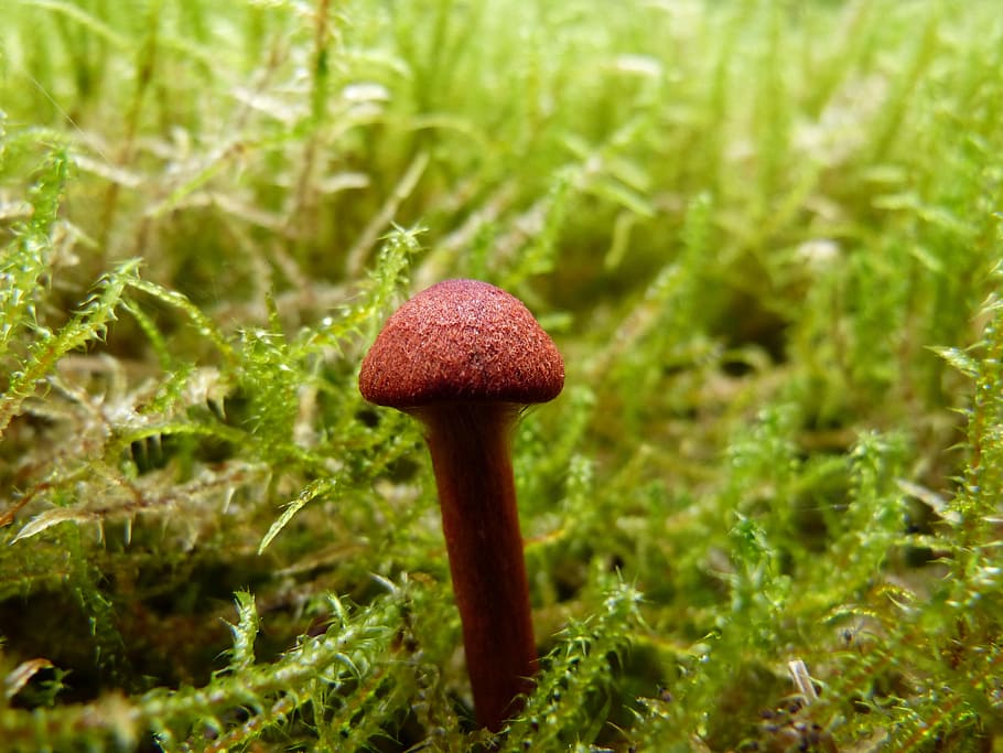 Mushroom, Brown, Moss, Small, Autumn, forest, hat, fungus, nature HD wallpaper