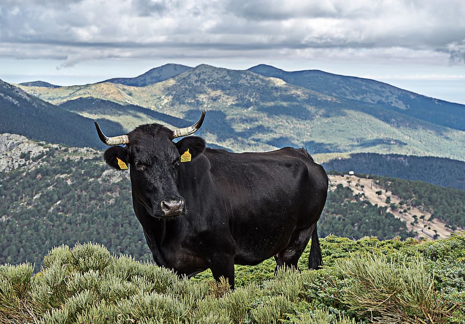 veal, pasture, cow, calf, livestock, horns, nature, prairie, HD wallpaper