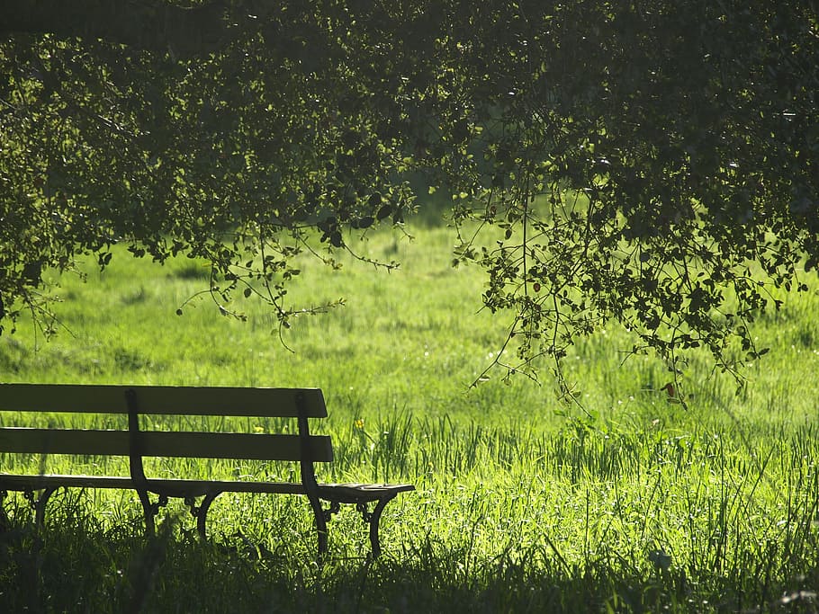 brown and black wooden bench beside green grass, brown wooden bench under the green tree