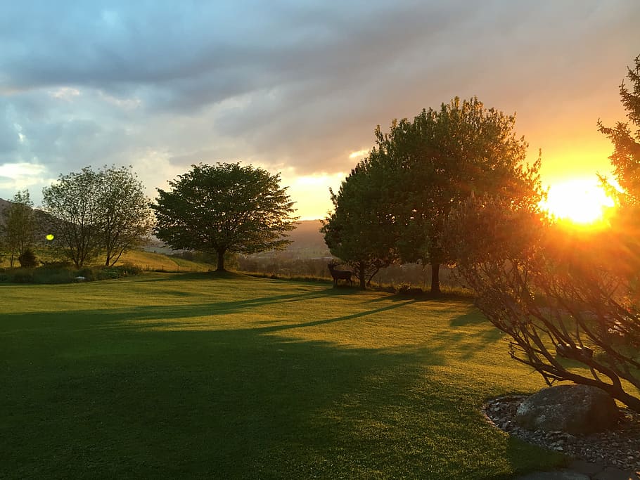 nature, natural, sunset, trees, landscape, grass, outdoors HD wallpaper