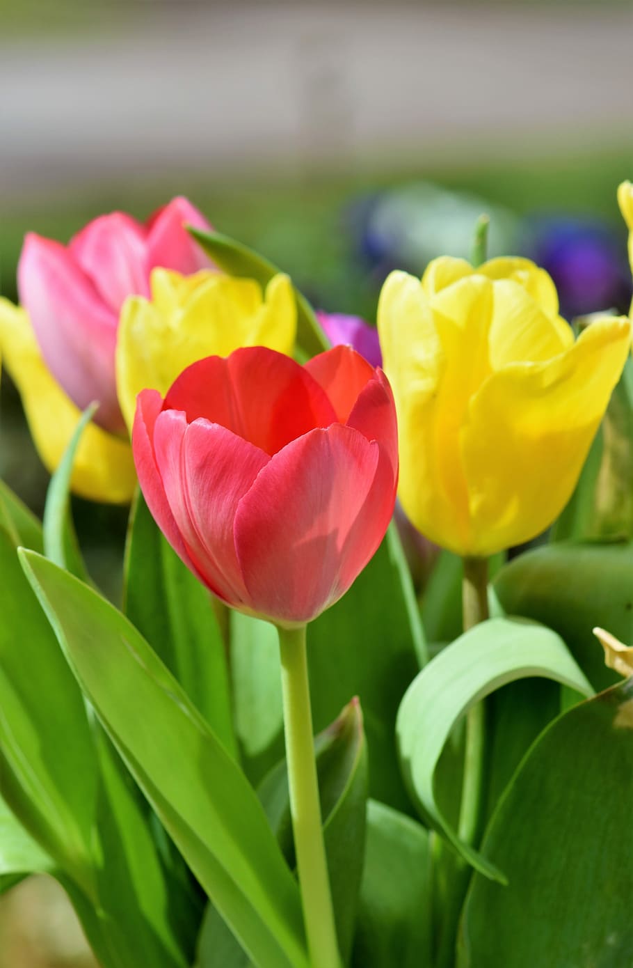 shallow focus photo of red, yellow, and pink flowers, tulips, HD wallpaper