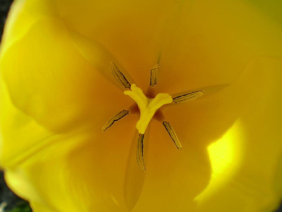 flower, yellow, daisy, macro, nature, petal, spring, plant HD wallpaper
