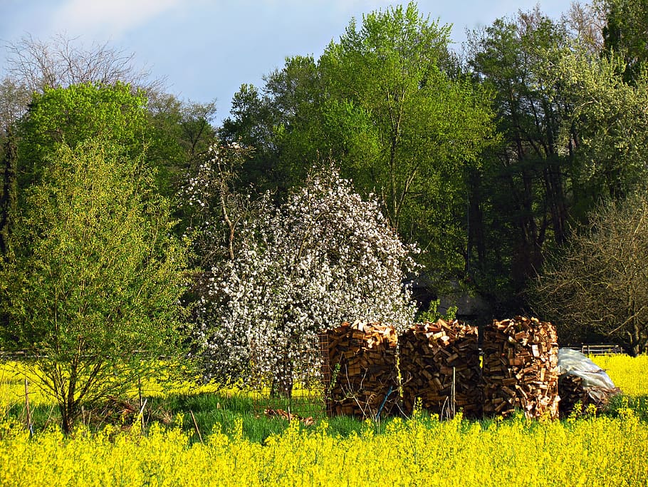 field, meadow, stack, nature, landscape, spring, summer, tree HD wallpaper