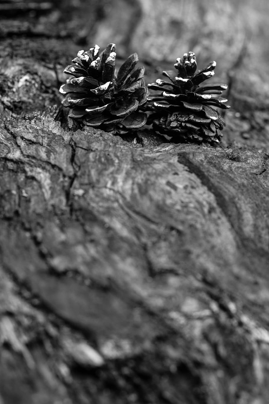 pinecone, wood, nature, selective focus, close-up, plant, wood - material HD wallpaper