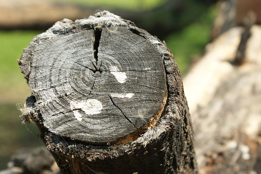 nature, tree log, wood, outdoors, bark, tree stump, old, trunk, HD wallpaper