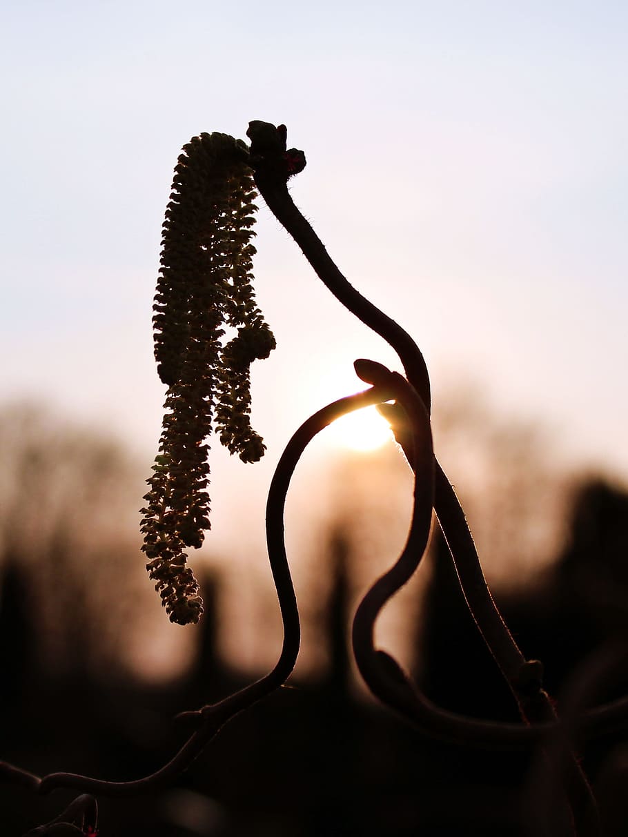 silhouette photography of plant, sun, spring, nature, back light HD wallpaper