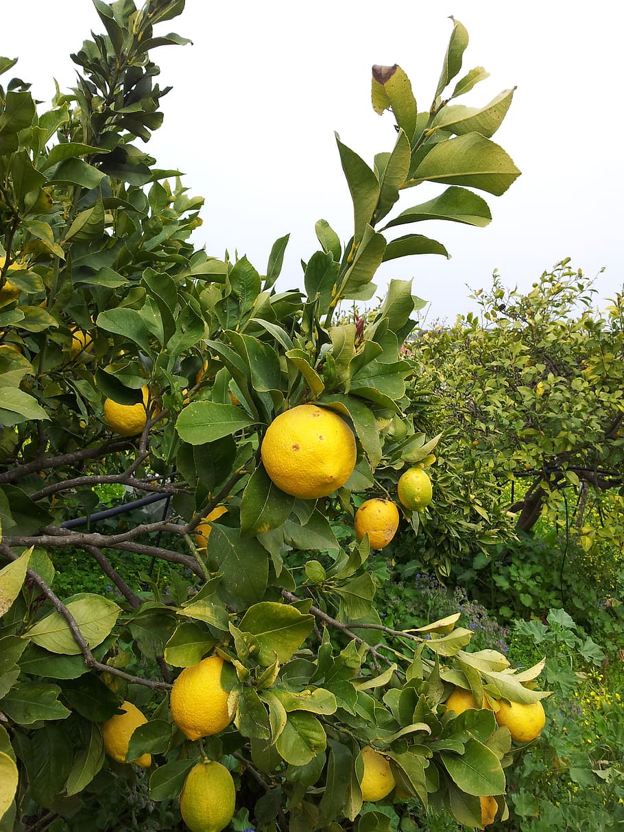 lemon, crete, tree, healthy eating, growth, fruit, food and drink HD wallpaper