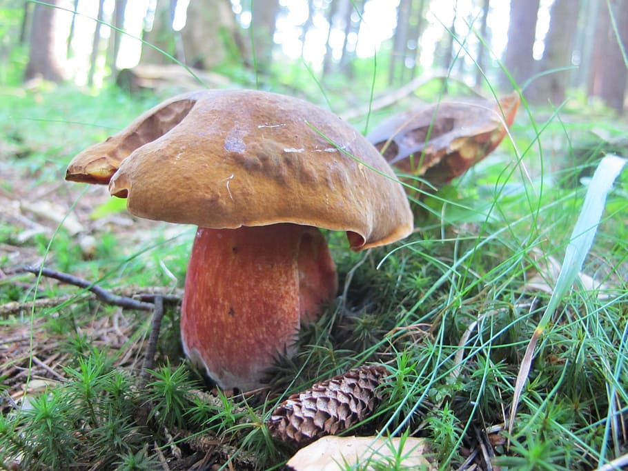 fungus, boletus luridiformis, forest, nature, autumn, food