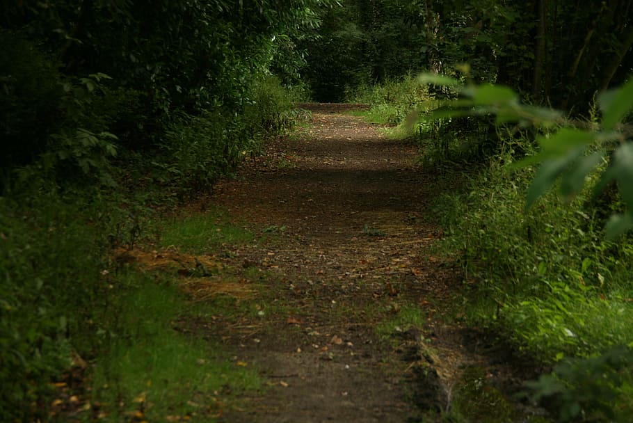 path, trees, landscape, park, ride, leaves, direction, the way forward HD wallpaper