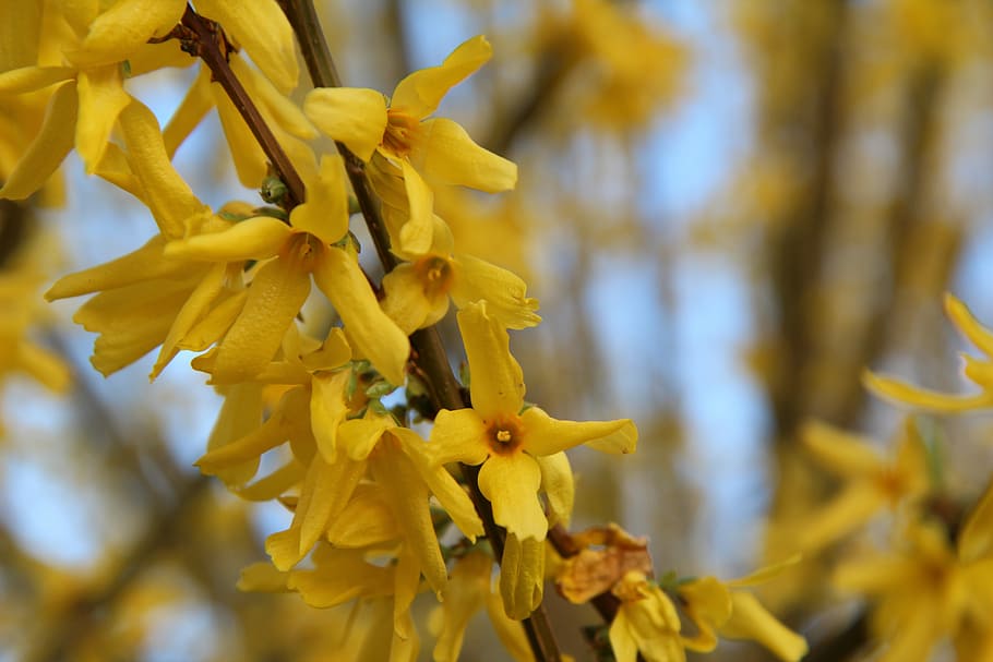 forsythia, yellow flower, spring, plant, close-up, beauty in nature HD wallpaper