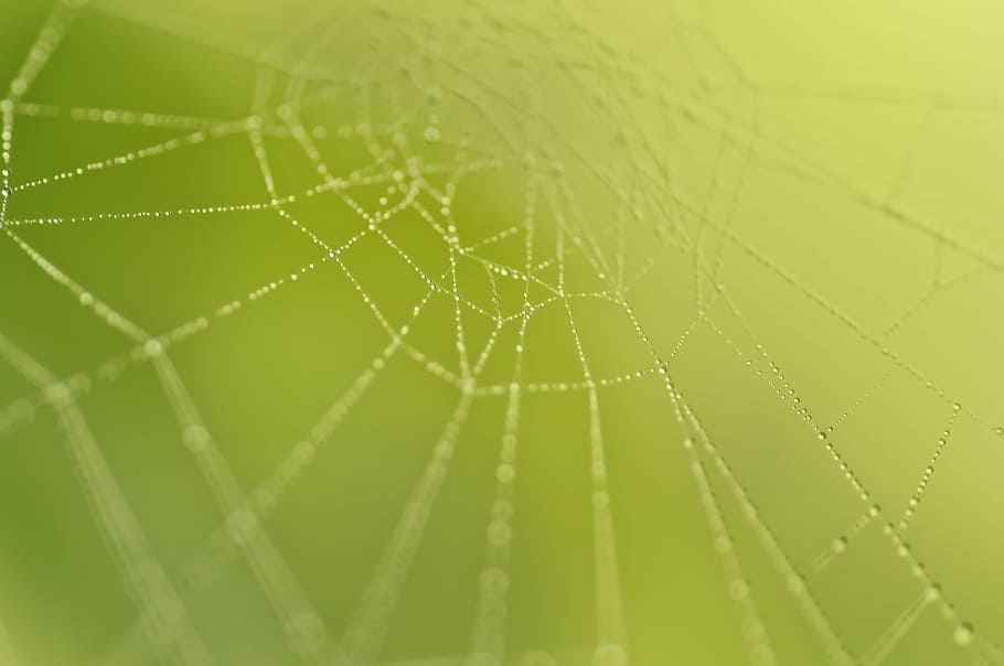 cobweb, nature, network, beaded, macro, fauna, dew, fragility HD wallpaper
