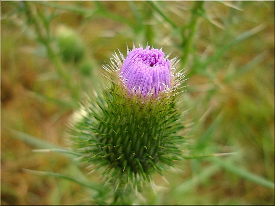 thistle, prickly, nature, summer, purple, pink, meadow, beautiful HD wallpaper