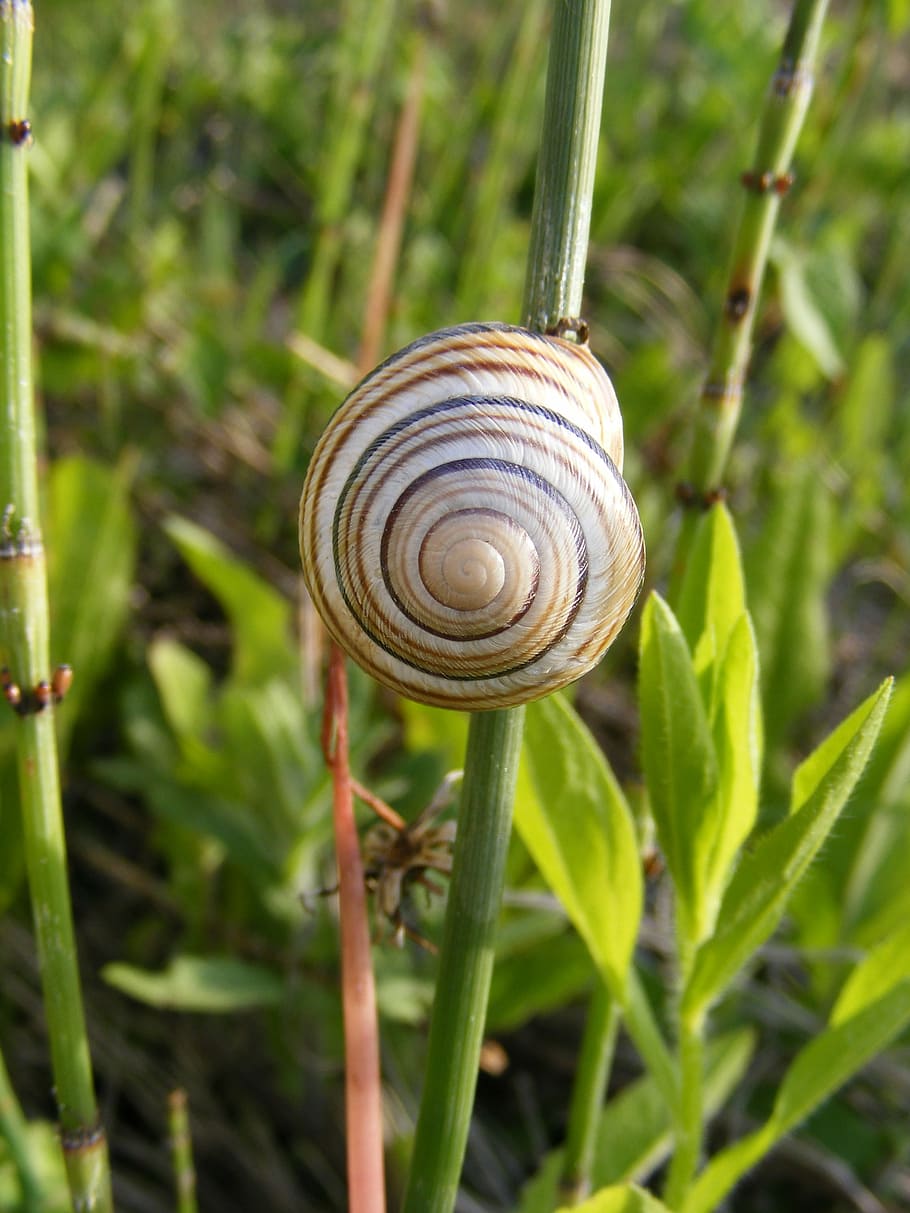 climbing, close-up, coiled, gastropoda, grass, green, molluscan