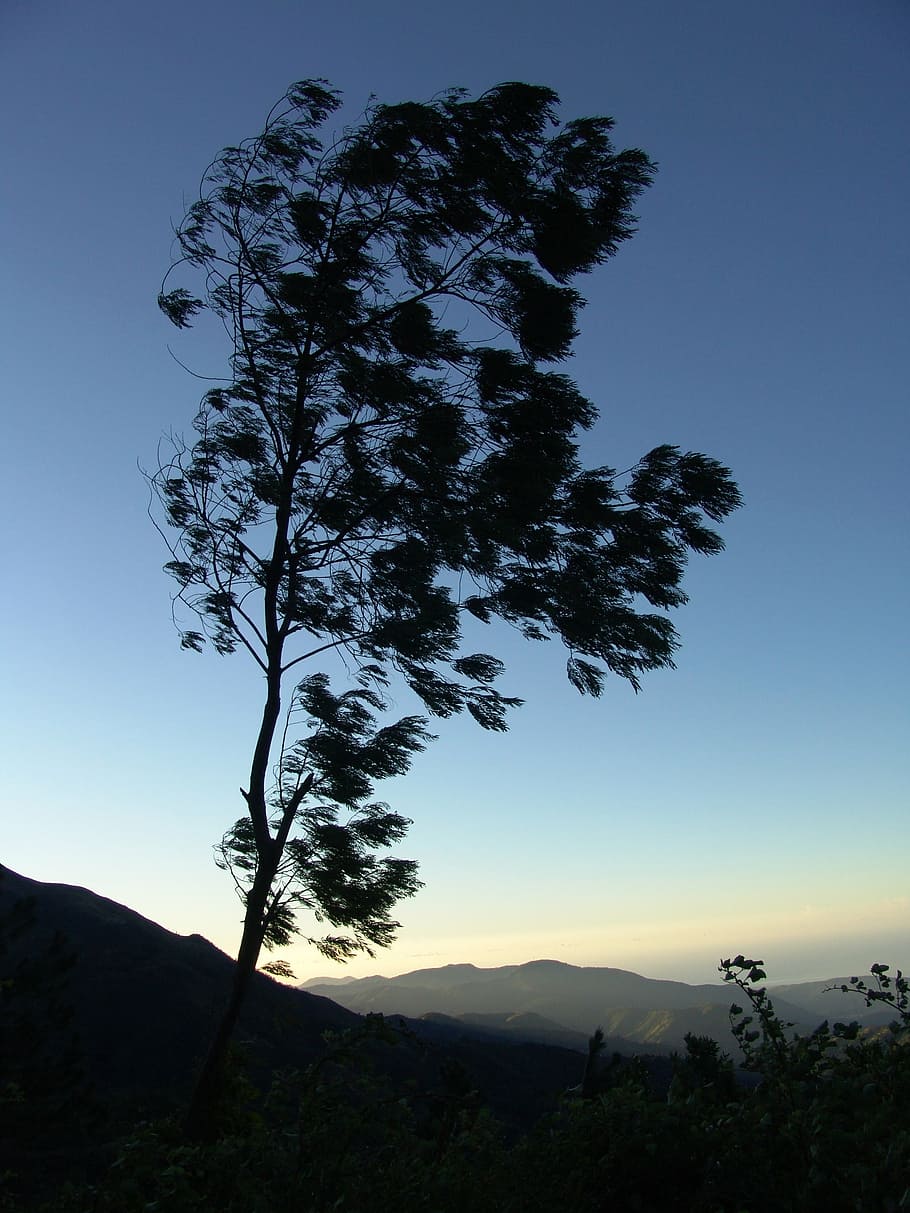 tree, crown, jamaica, canopy, shadow, mountains, mountain landscape HD wallpaper