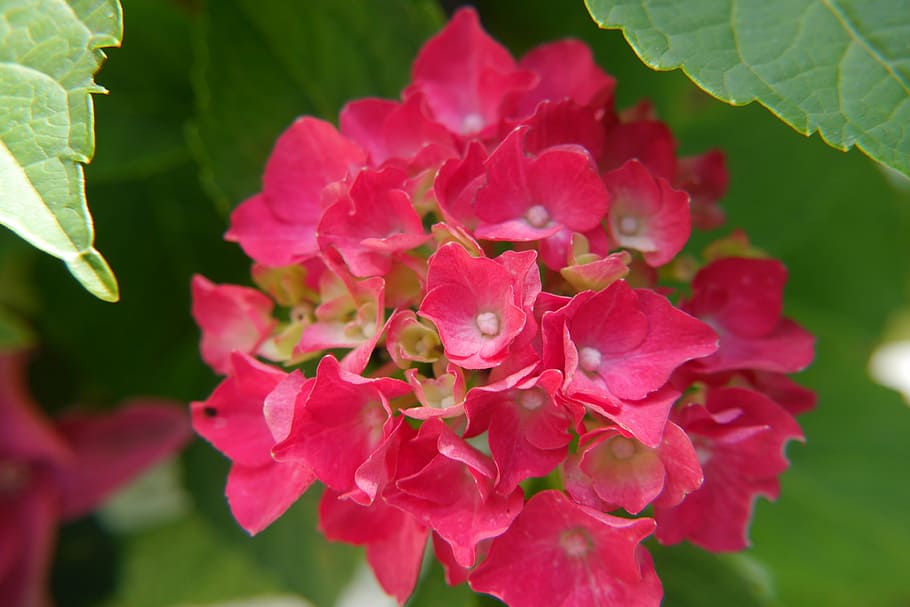 hydrangea, flowers, red, nature, flowering plant, freshness HD wallpaper