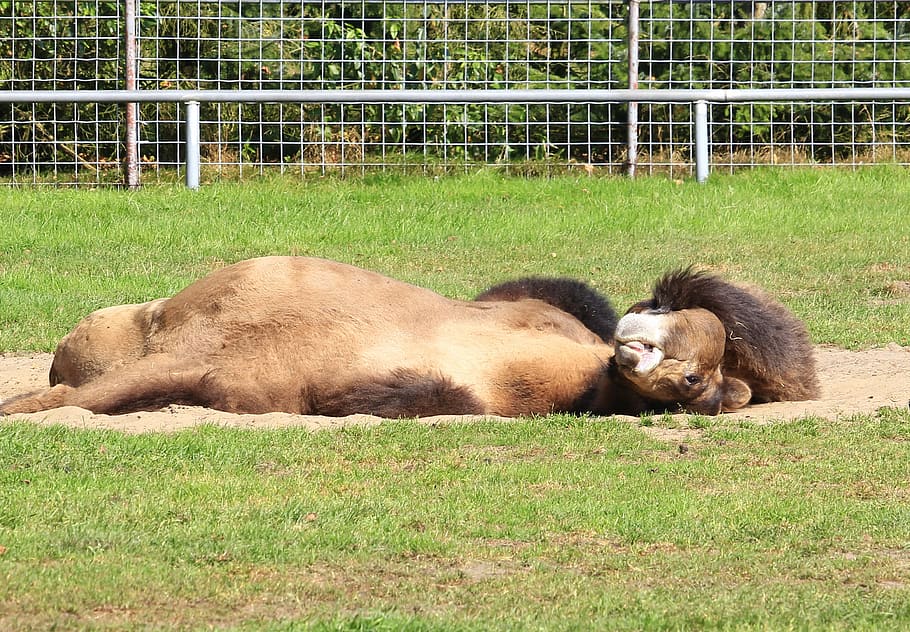 camel, sleeping, lying, relaxation, rest, siesta, tired, peaceful HD wallpaper