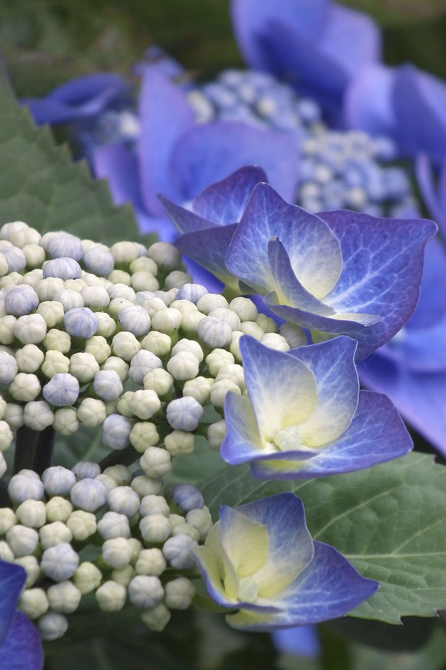 hydrangea, blue, blossom, bloom, flower, nature, plant, flowering plant HD wallpaper