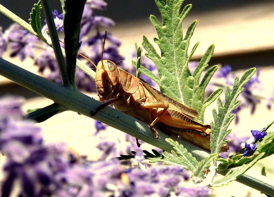 brown grasshopper on green stem, cicada, cricket, insect, bug HD wallpaper