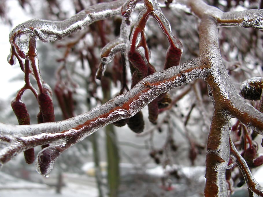 brown bare tree, winter, branch, bough, ice, frozen, nature HD wallpaper