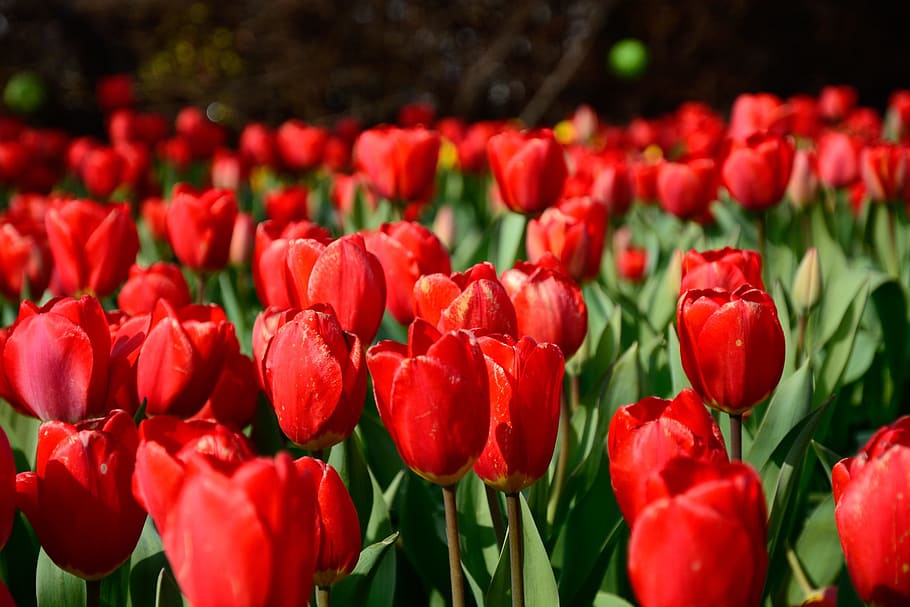 Tulip, Red, Green, Flower, Bloom, blossom, fresh, field, garden HD wallpaper