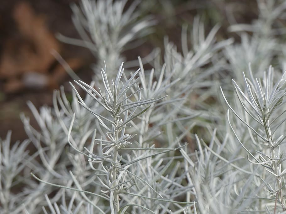 conifer, silver, plant, growth, close-up, focus on foreground HD wallpaper