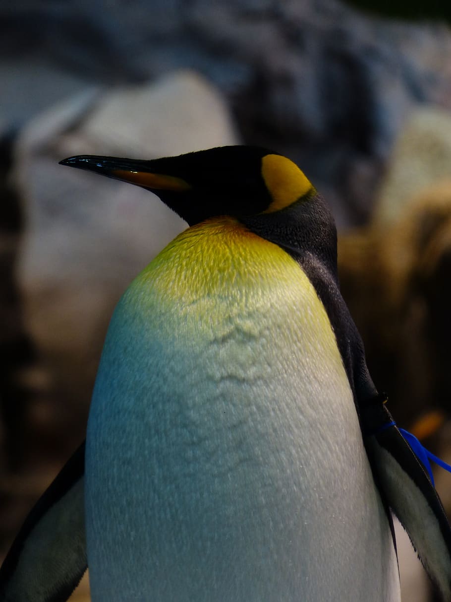 HD wallpaper: king penguin, breast, yellow, white, head, bill ...